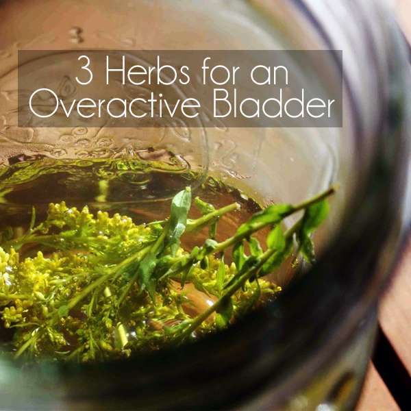 3 Herbs for an Overactive Bladder