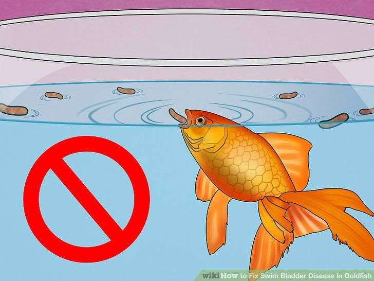 3 Ways to Fix Swim Bladder Disease in Goldfish