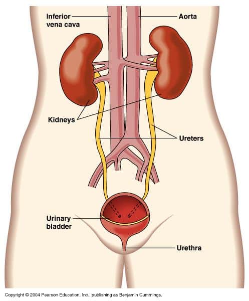 31 best Acknowledge Yourself with Urinary System Physiology images on ...