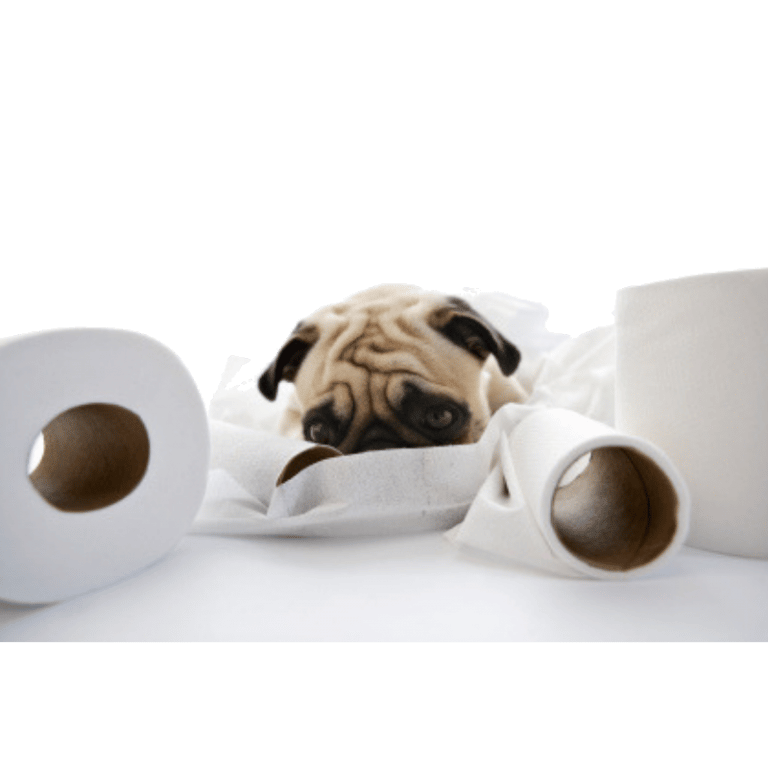 7 Reasons Why Your Dog is Having Urine Accidents