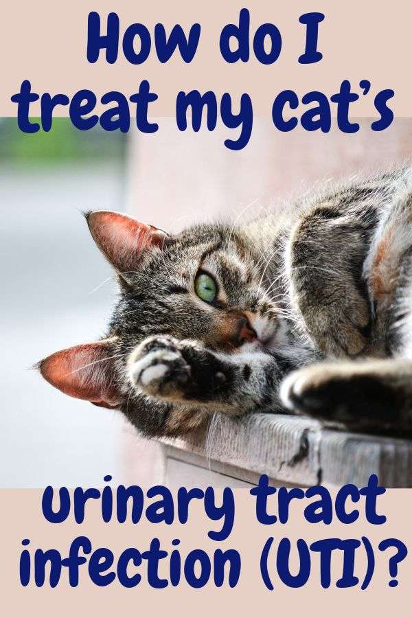 76 HD How To Treat Urinary Tract Infection In Male Cats ...