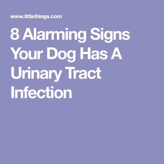 8 Alarming Signs Your Dog Has A Urinary Tract Infection in 2020 ...