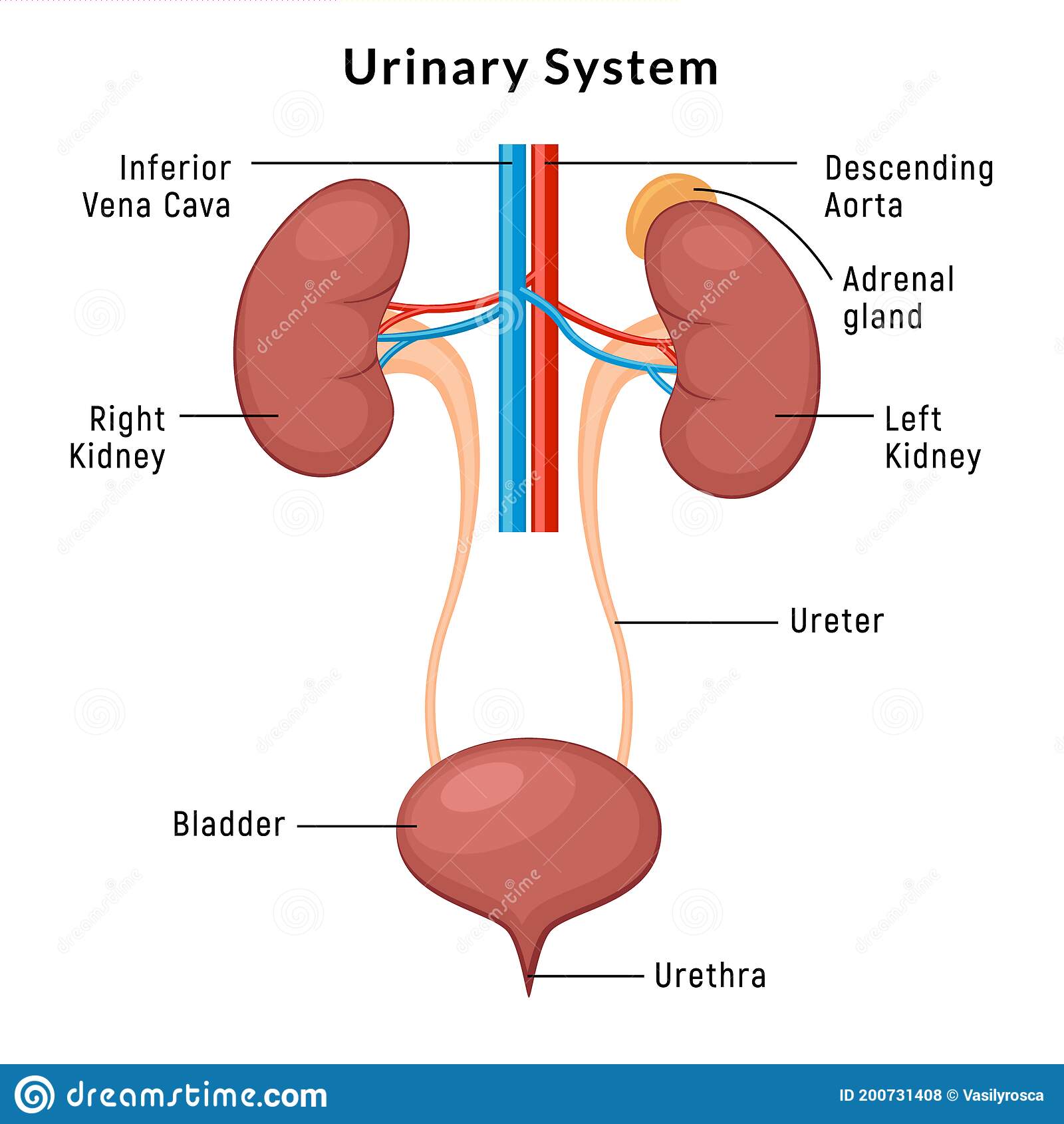 Anatomy Of Female Urinary Bladder Stock Illustration