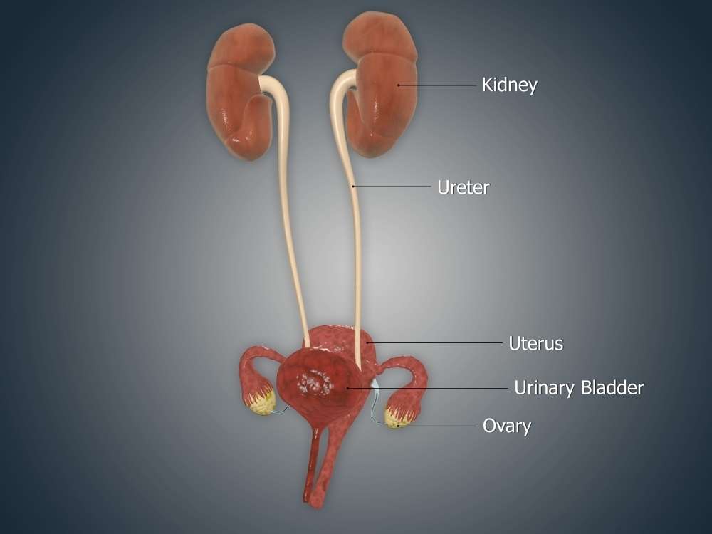 Anatomy of female uterus with ovaries kidney and bladder ...