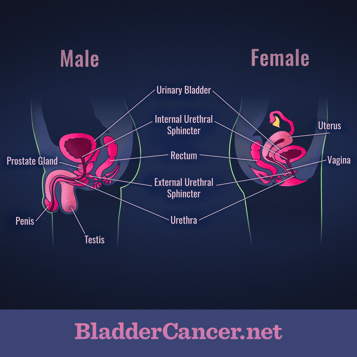 Anatomy of the Bladder and Urinary Tract in Men and Women