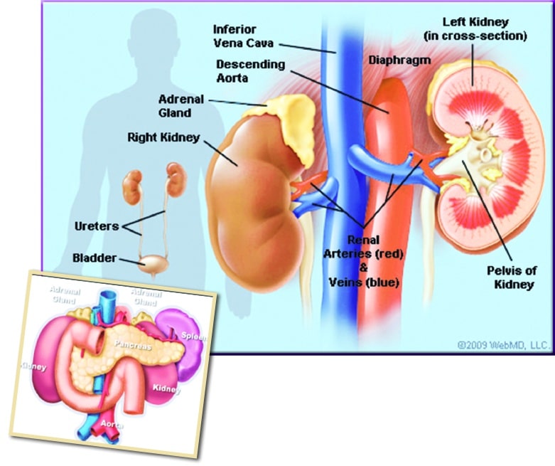 Are you at risk of kidney failure? â The Sun Nigeria