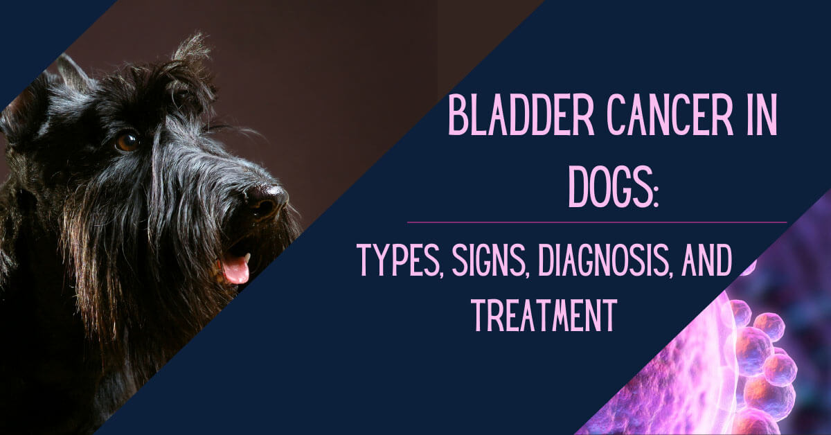 Bladder Cancer in DogsâTypes, Signs, Diagnosis, and Treatment