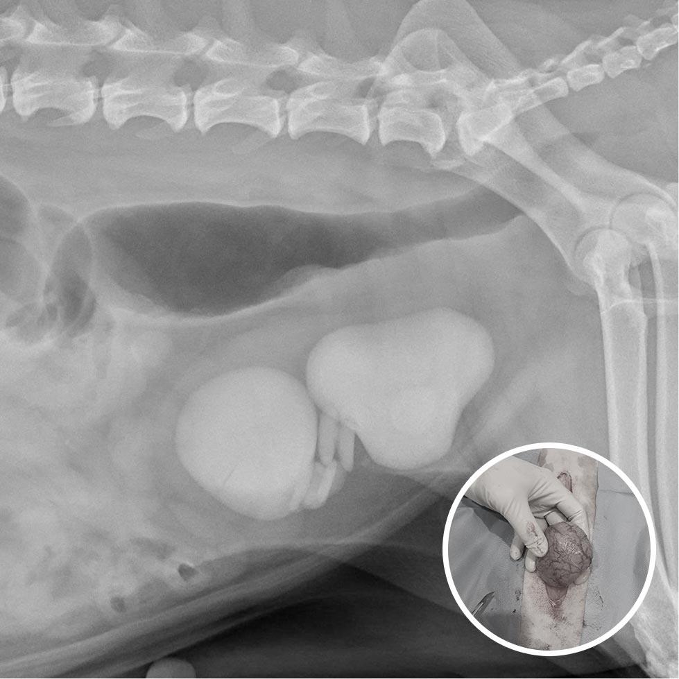 Bladder Stone Removal Surgery for Pets and Dogs in Brisbane