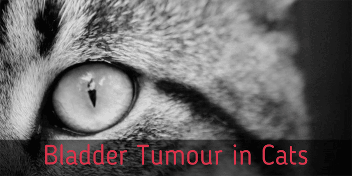 Bladder Tumour in Cats