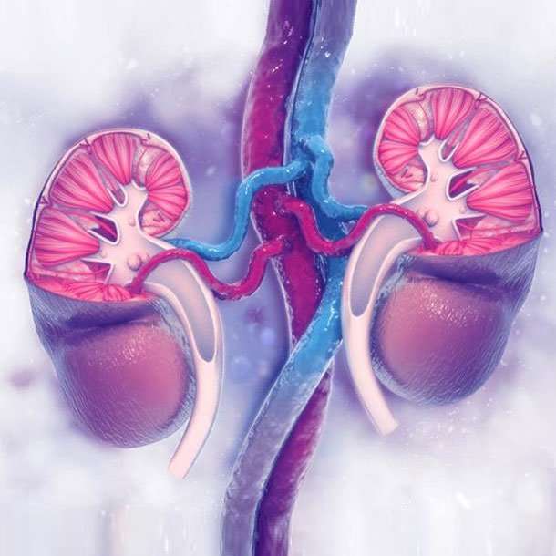 Can A Kidney Infection Go Away on Its Own? Symptoms