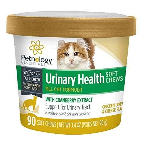 Cat Urinary Tract Infection Constipation