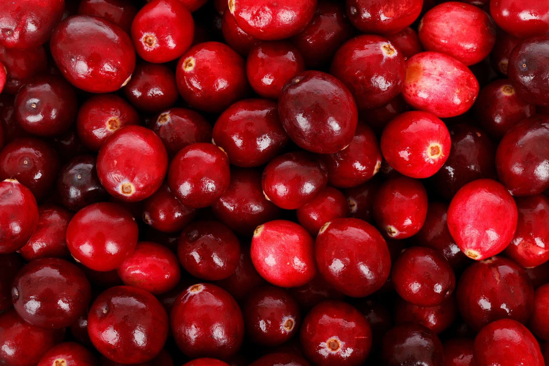 Cranberry Juice for Urinary Tract Infections: What does ...