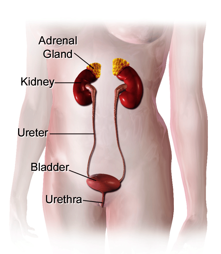 Disease Graphics, Videos &  Images on Urinary Incontinence