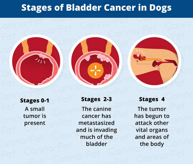 Dog Bladder Tumor Life Expectancy