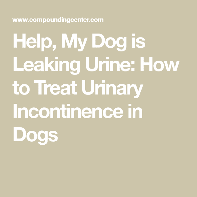 Dog Leaking Urine