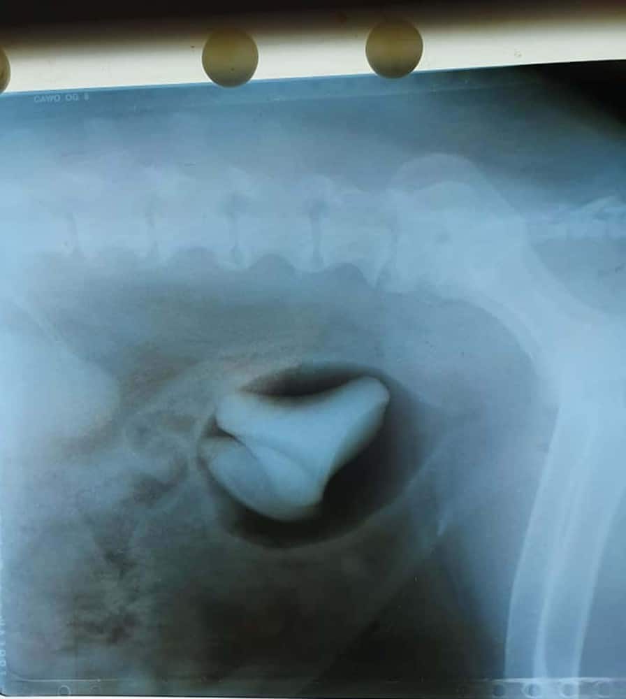 Dramatic pictures show " largest bladder stone"  removed from dog in vet ...