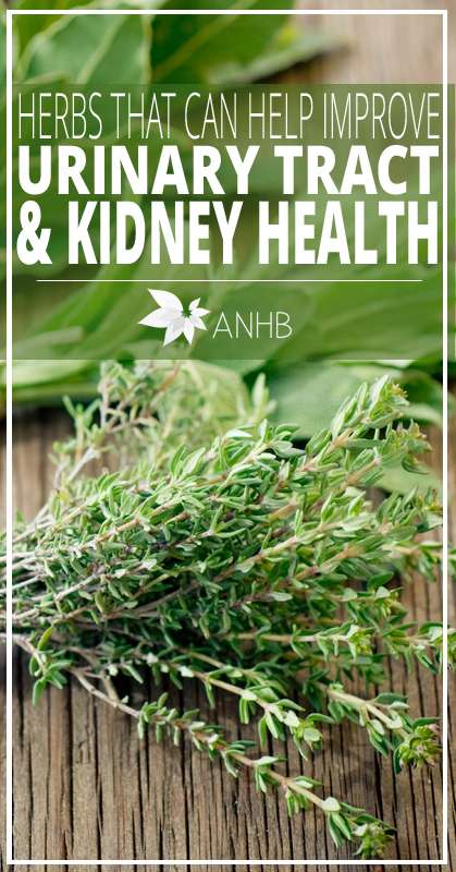 Herbs That Can Help Improve Urinary Tract and Kidney Health