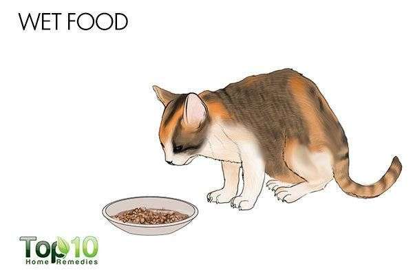 Home Remedies For A Cat With A Urinary Tract Infection