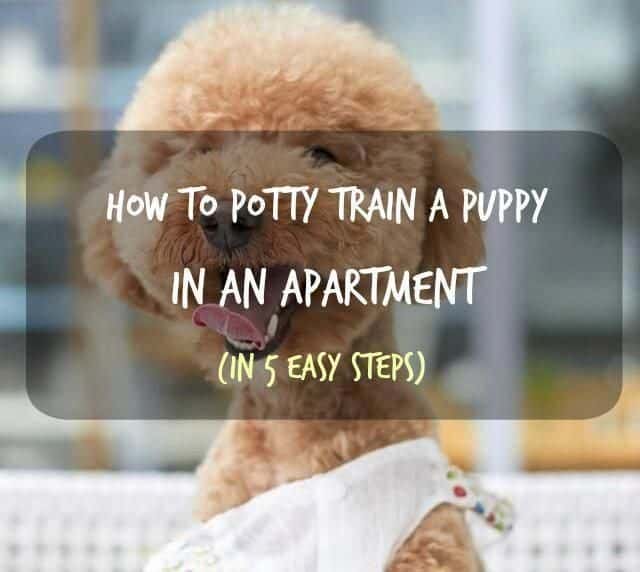 House Training A Puppy  Understand Your Pet