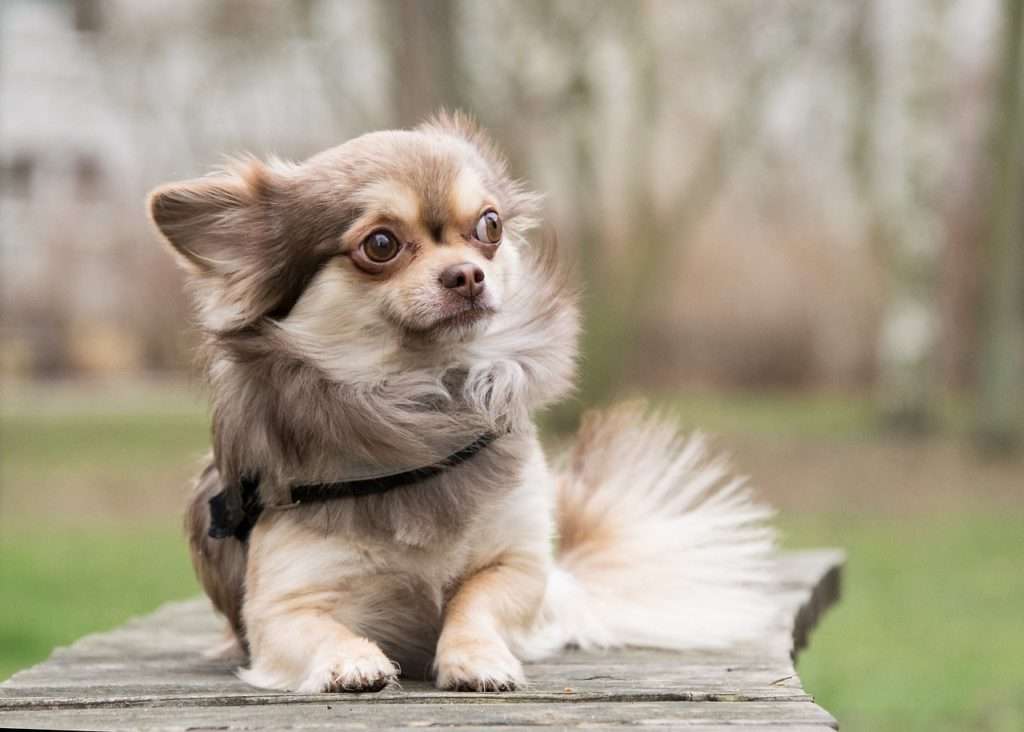 How Long Can a Chihuahua Hold its Bladder? 2021 Guide