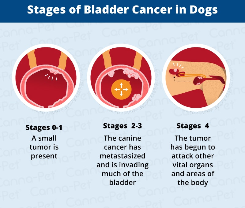 How to deal woth bladder cancer in dogs ï¸? Updated Guide 2022