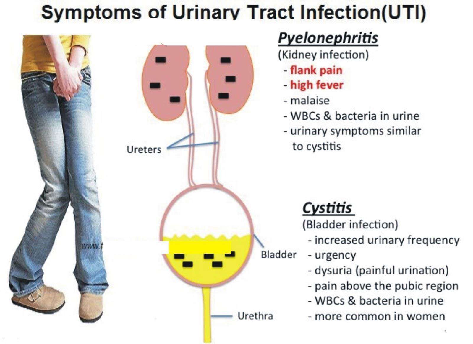 Is A Uti The Same Thing As A Bladder Infection ...