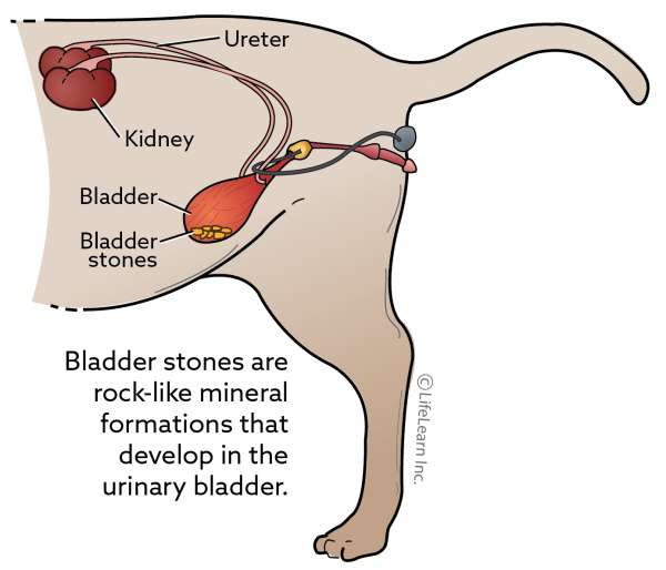 Kidney Stones In Cats Surgery Cost