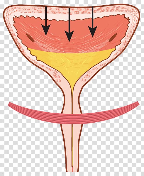 Overactive bladder Urinary incontinence Urinary bladder Urinary ...
