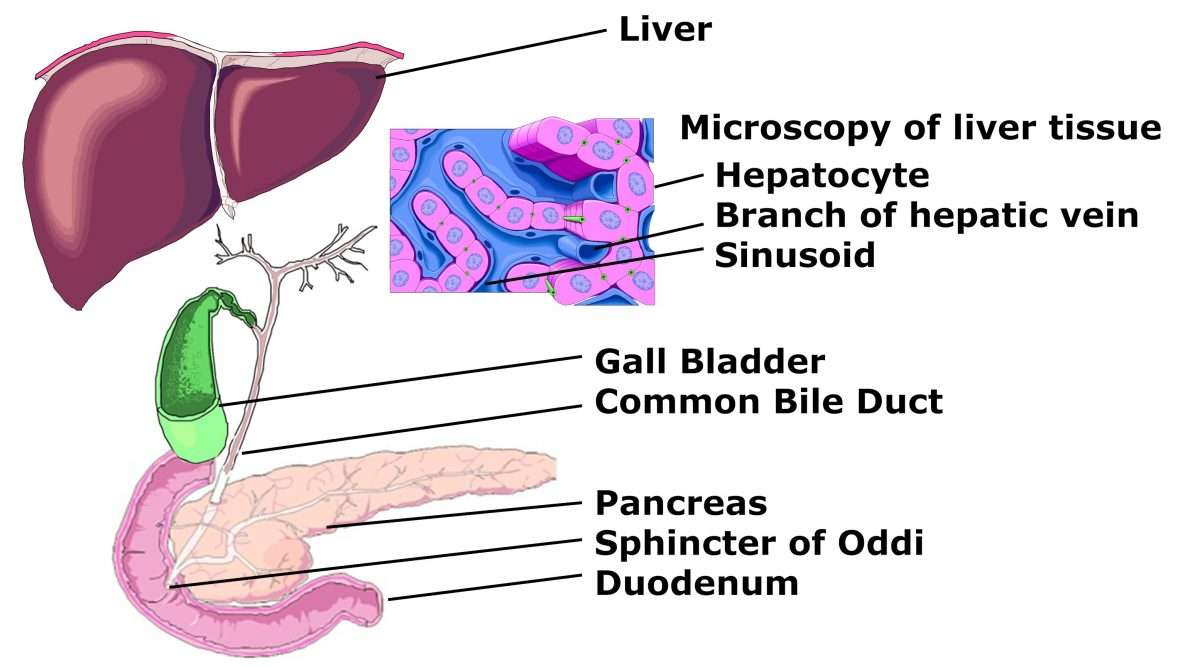 Papillary lesion bladder icd 10