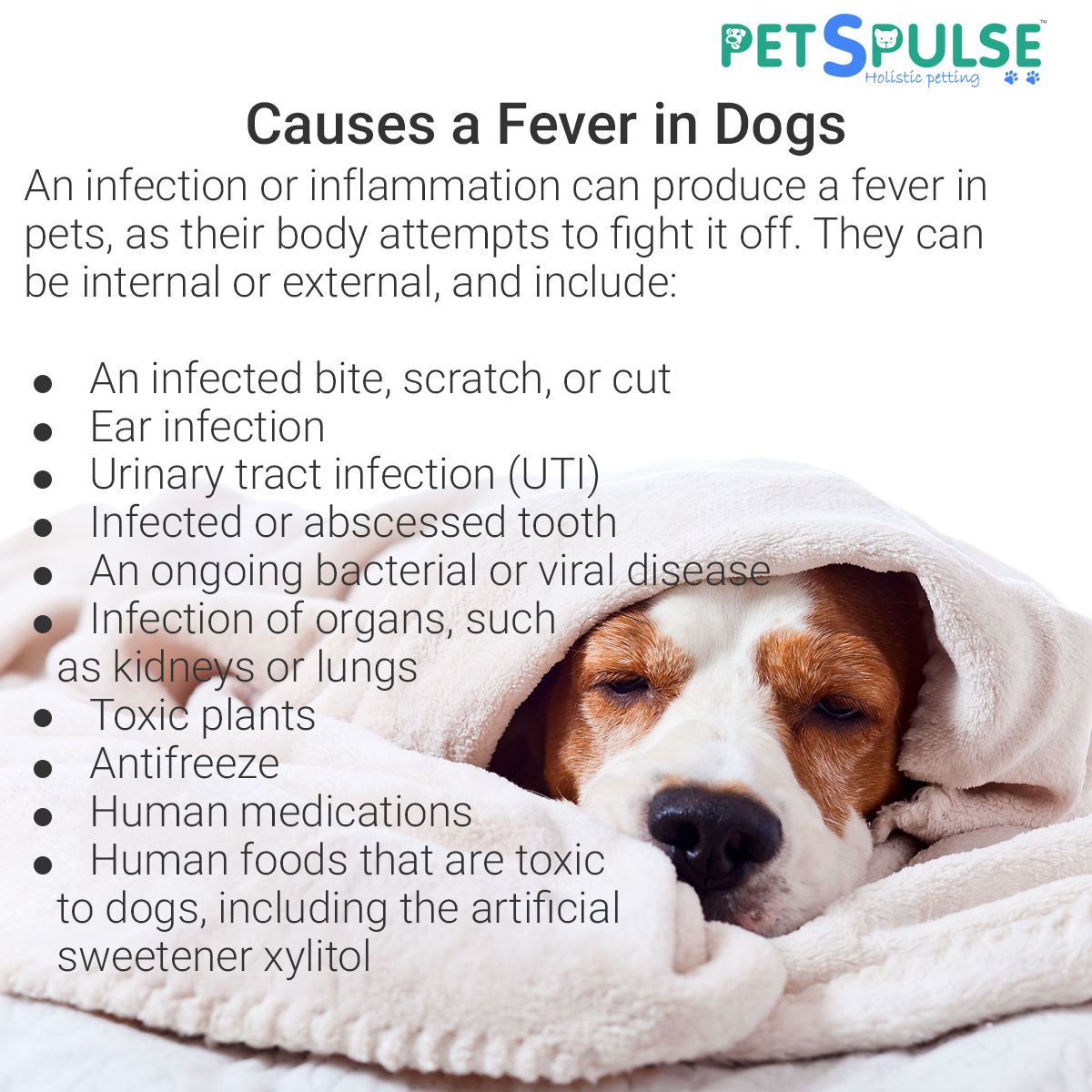Pin on Fever in Dogs