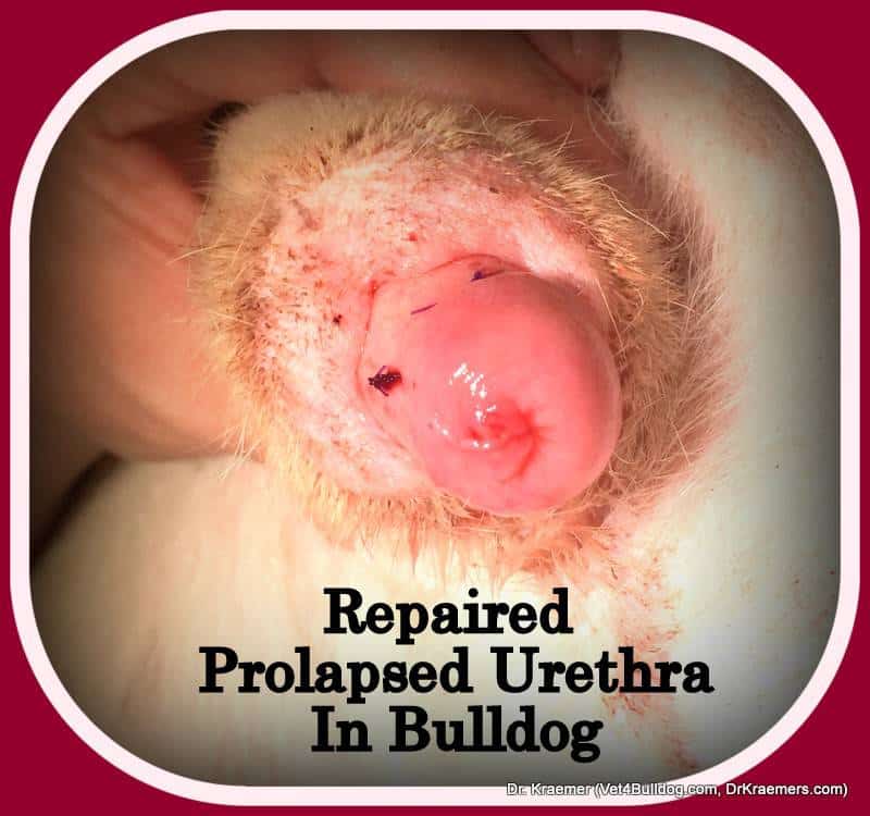Prolapsed Urethra in Bulldogs and French Bulldog Puppies