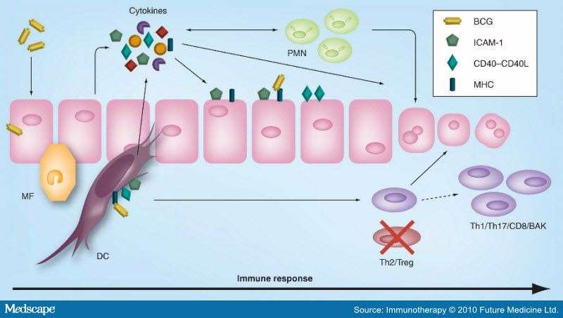 Recent Advances in Bacillus Calmette