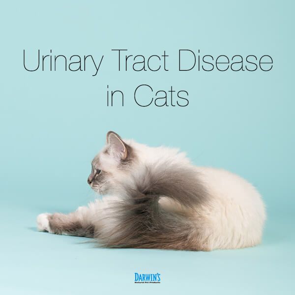 Signs And Symptoms Of Cat Urinary Tract Infection