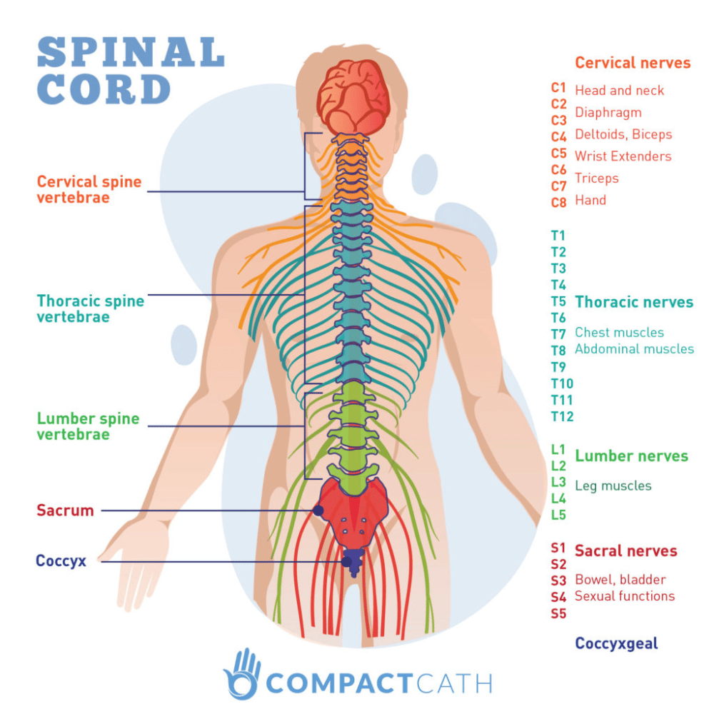 Spinal Cord Injuries and Neurogenic ...