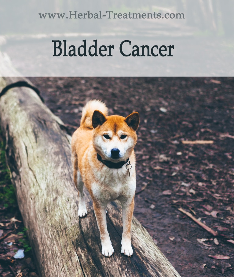 Symptoms Of Bladder Cancer In Dogs / Imaging for cancer diagnosis in ...