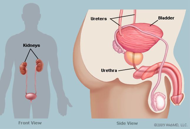 The Bladder (Human Anatomy): Function, Picture, Location, Definition