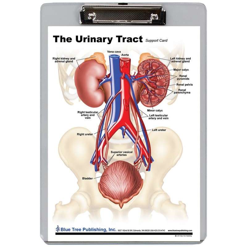 Urinary Tract Dry Erase Clipboard