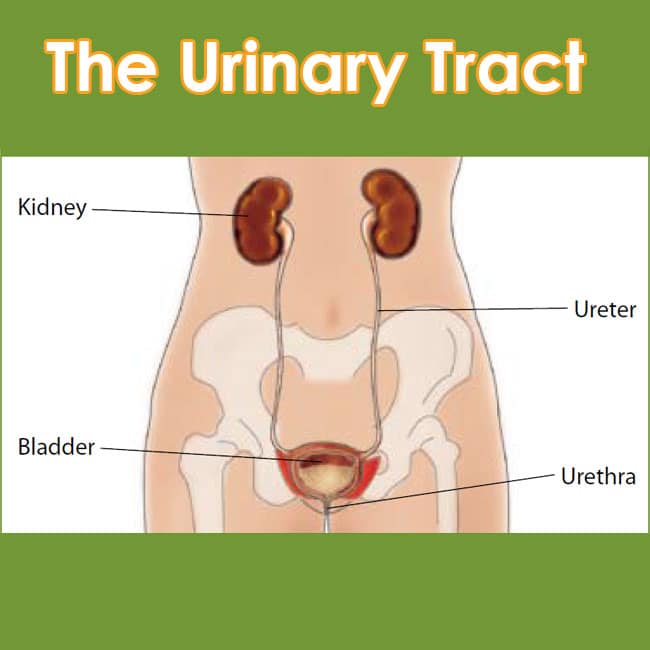 Urinary Tract Health