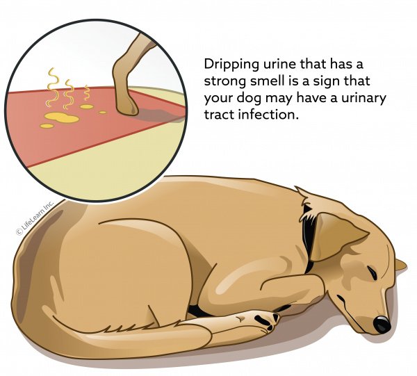 Urinary Tract Infections (UTIs) in Dogs