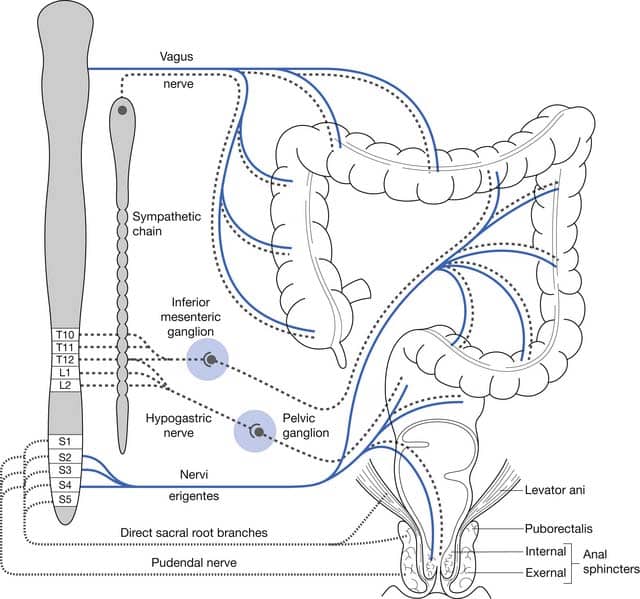 View Nerves That Control Bladder And Bowel Function PNG