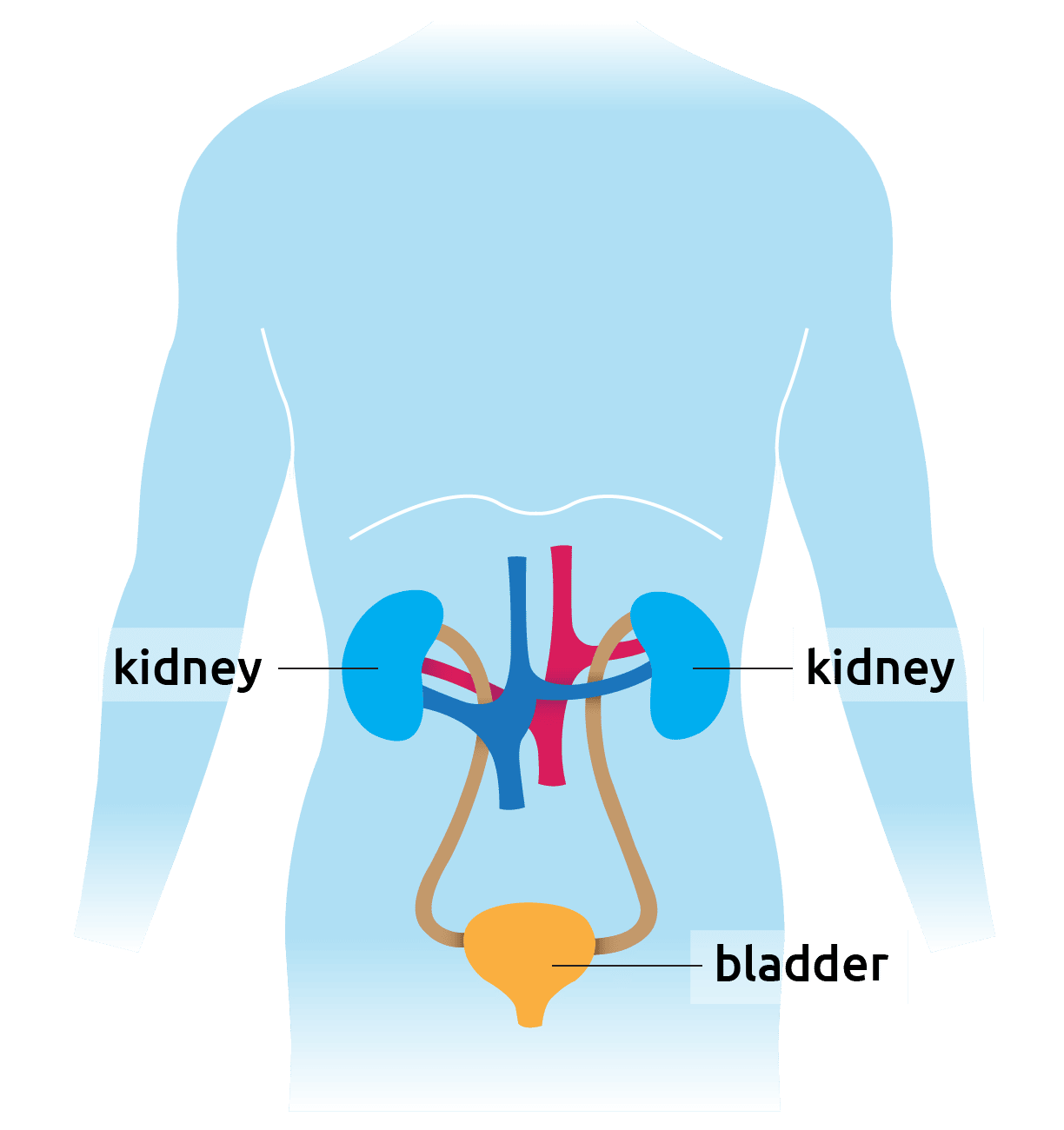 What are kidneys?