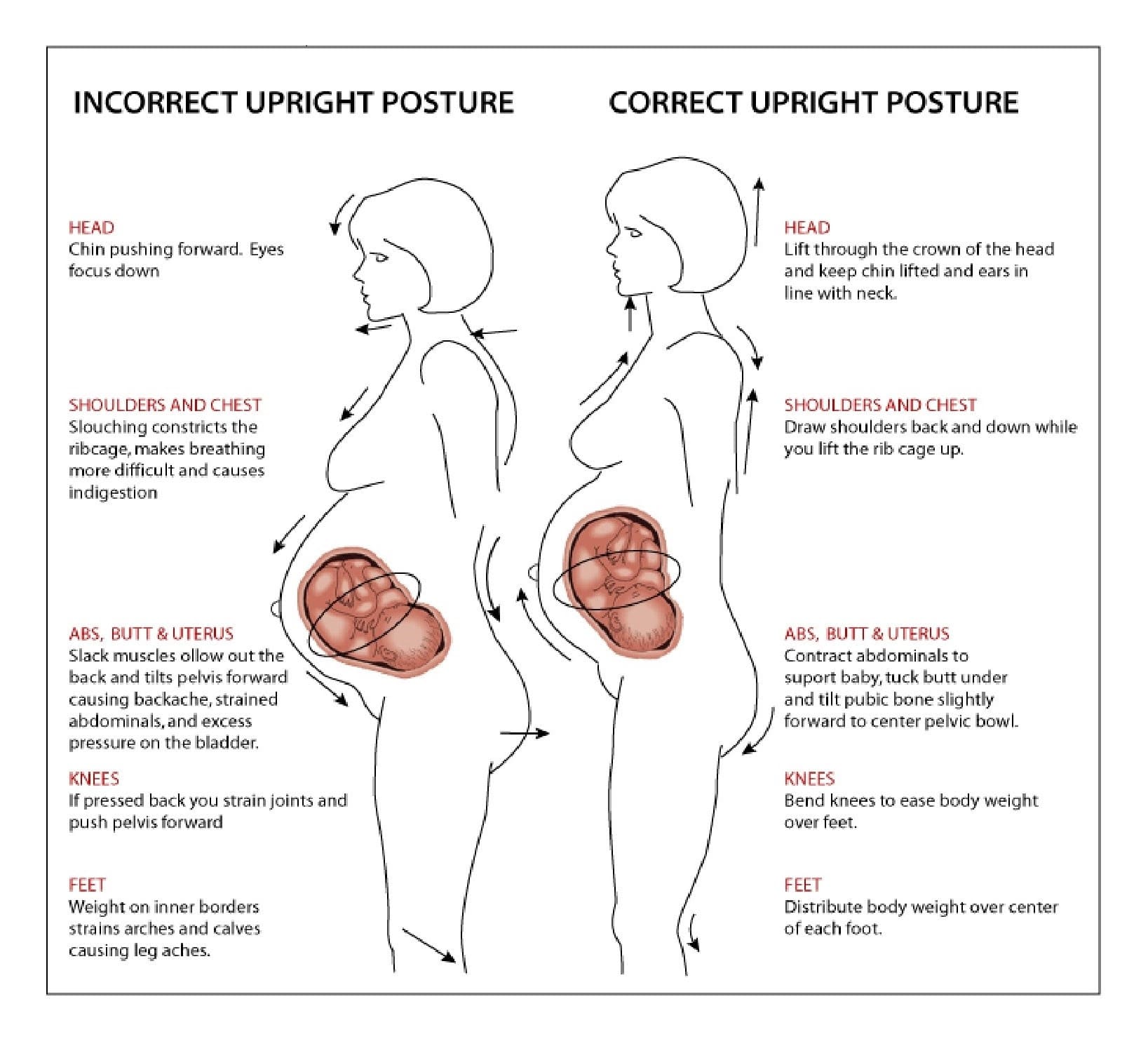 What Happens To The Bladder During Pregnancy