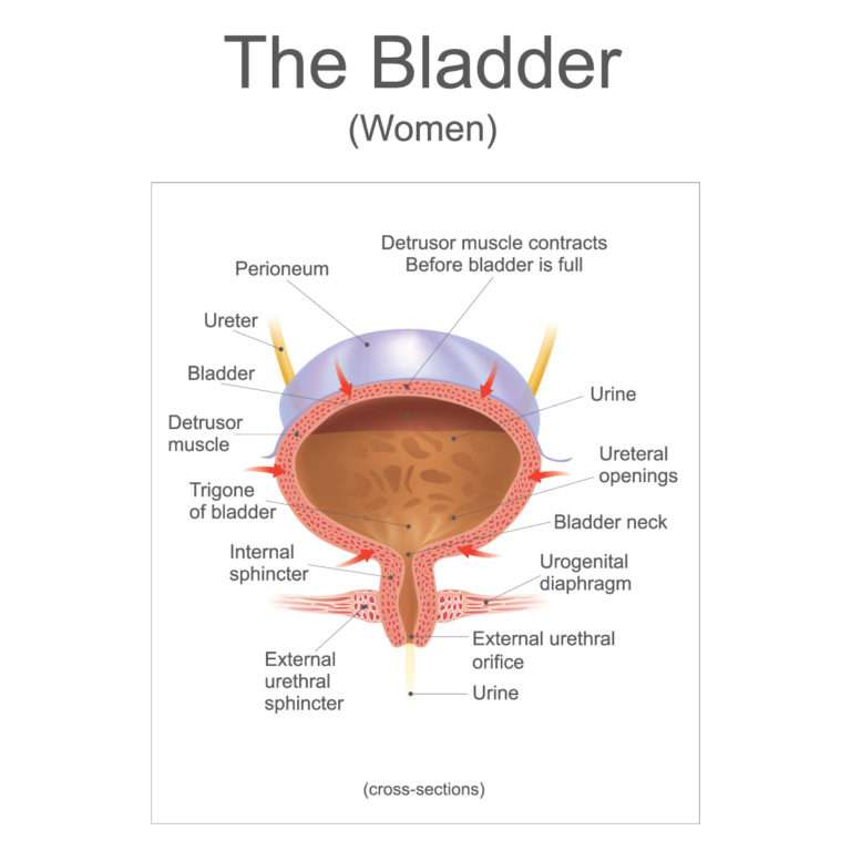 What Is a Prolapsed Bladder, the Symptoms and How Do I ...